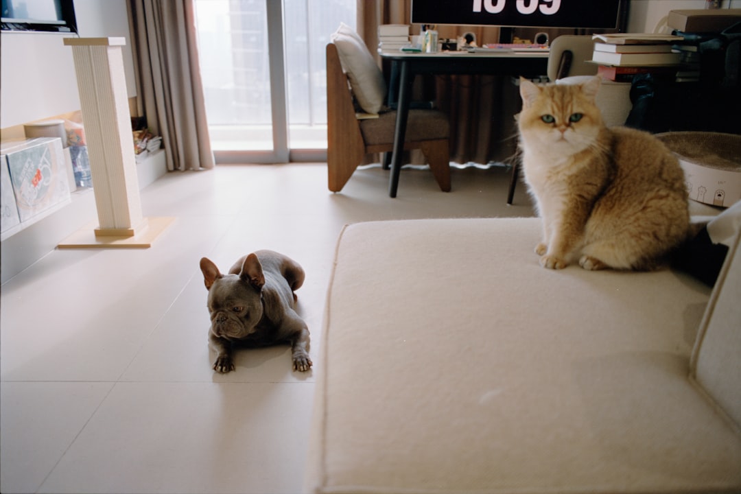 two-cats-relaxing-in-a-modern-living-room-b5uc9-d-14